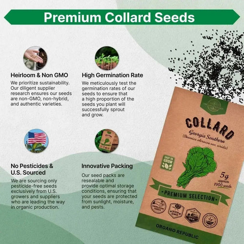 Collard Georgia Southern Seeds Pack 5G - Over 1900 Non - GMO Heirloom Collard Seeds for Planting Vegetable in Individual Seed Packet Vegetables Seeds for Planting Home Garden Indoor & Outdoor Gardening - Organo Republic