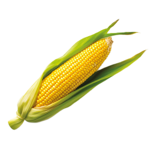 Corn Golden X Bantam F1 - 10G