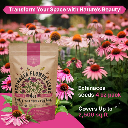 Echinacea Seeds Pack 4 oz - Over 37,500 Non - GMO Heirloom Echinacea Seeds for Planting, Perennial Flowers in Individual Seed Packet, Coneflower Seeds for Planting Home Garden Indoor & Outdoor Gardening - Organo Republic