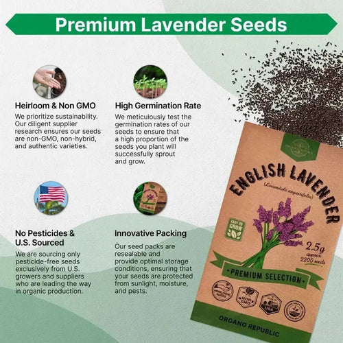 English Lavender Seeds Pack 2.5 G - Over 2,200 Non - GMO Heirloom Lavender Seeds for Planting Herbs in Individual Seed Packet, Herbs Seeds for Planting Home Garden Indoor & Outdoor Gardening - Organo Republic