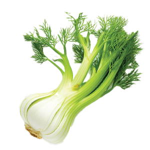 Fennel Florence - 1.25G