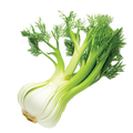 Fennel Florence - 1.25G