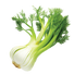 Fennel Florence - 1.25G