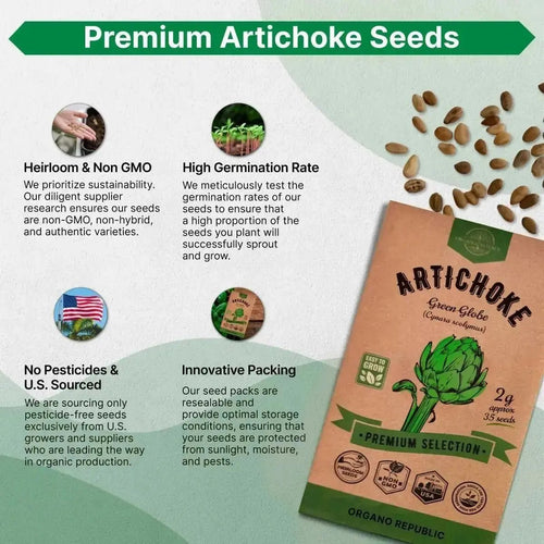 Green Globe Artichoke Seeds Pack 2G - Over 35 of Non - GMO Heirloom Artichoke Seeds for Planting Vegetables in Individual Seed Packet, Vegetable Seeds for Planting Home Garden Indoor & Outdoor Gardening - Organo Republic