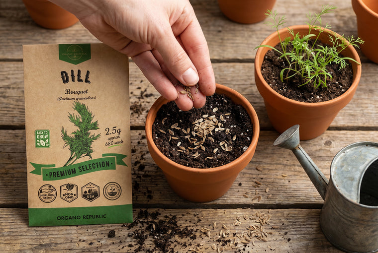Sow dill seeds shallow, about a quarter inch deep, right where they will grow.