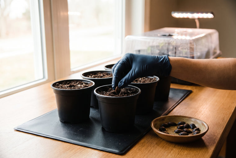 Start seeds indoors: soak them, then sow one inch deep in 4-inch pots on a heat mat.