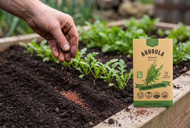 Direct-sow fresh Arugula Roquette seeds a quarter inch deep, right in the bed.