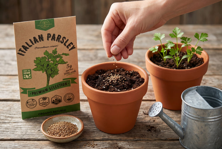 Soak parsley seeds overnight, then sow a quarter inch deep in pots or a bed.