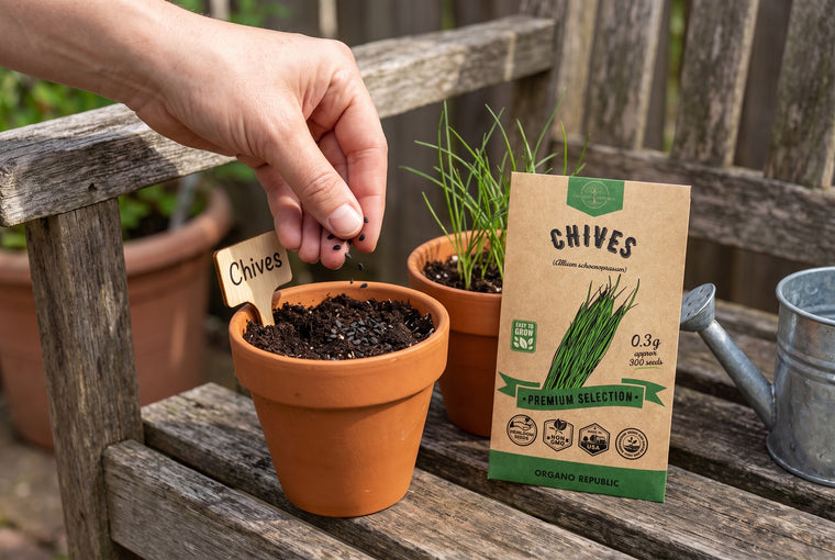 Sow chive seeds a quarter inch deep, then thin the grassy seedlings to 4 to 6 inches.