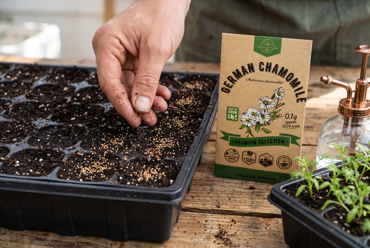 Surface-sow chamomile and press it in; the tiny seeds need light to sprout.