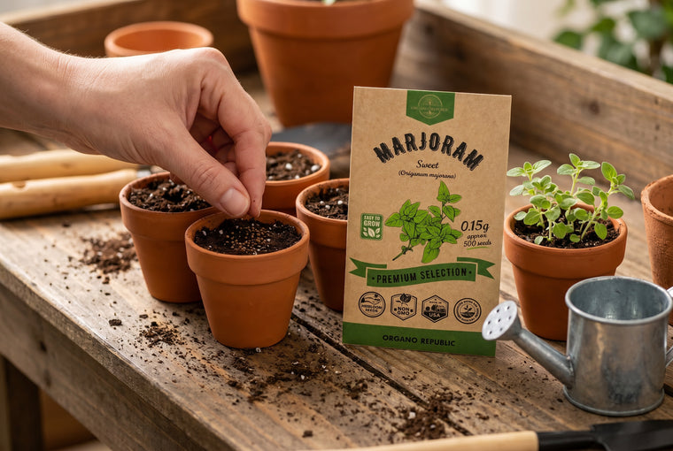 Surface-sow the tiny marjoram seeds and keep them warm and lit to sprout.