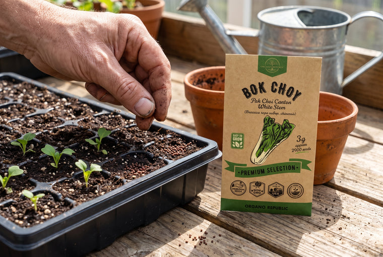 Sow bok choy a half inch deep in cool weather, or start it in cells to transplant.