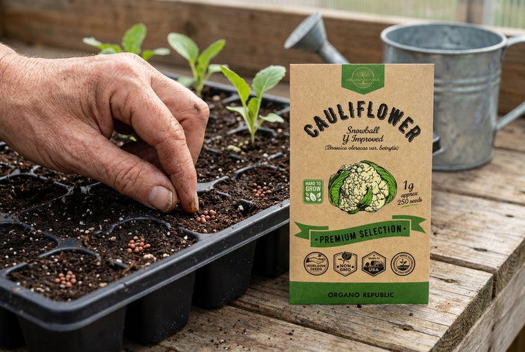 Start Snowball cauliflower in cell trays, sowing a quarter inch deep, then transplant.