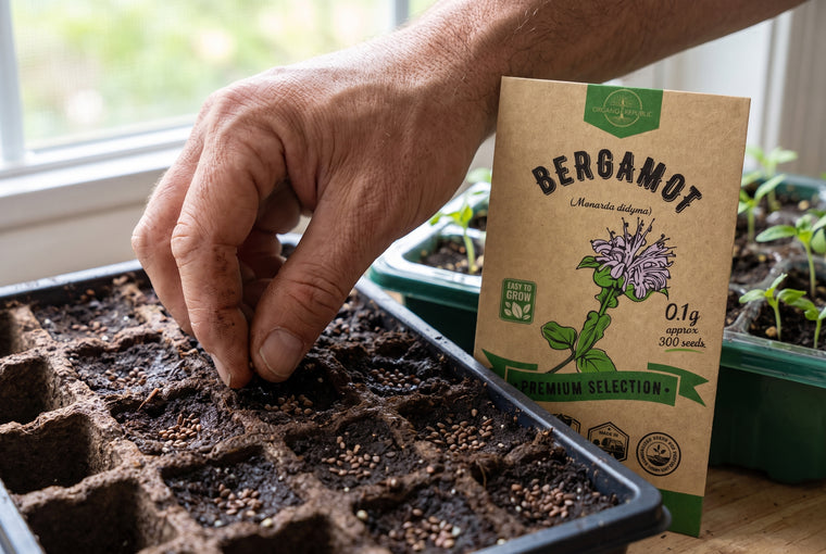 Surface-sow the tiny seeds after a cold-moist chill; they need light to sprout.