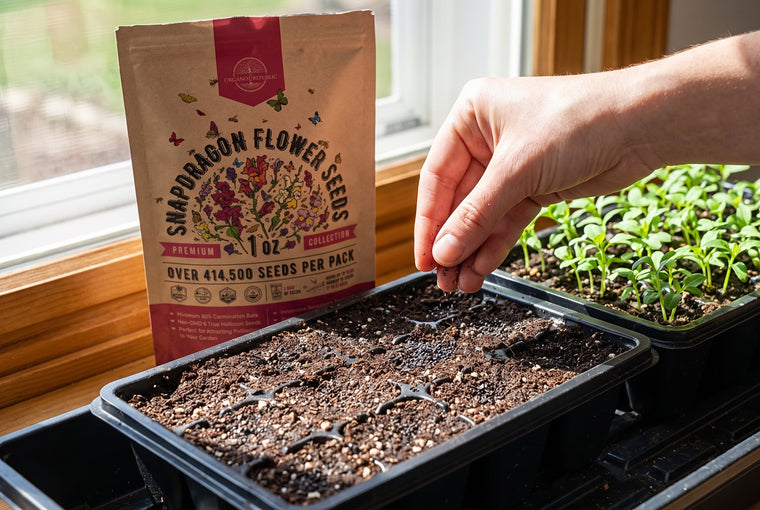 Surface-sow snapdragon seeds and do not cover them; they need light to sprout.