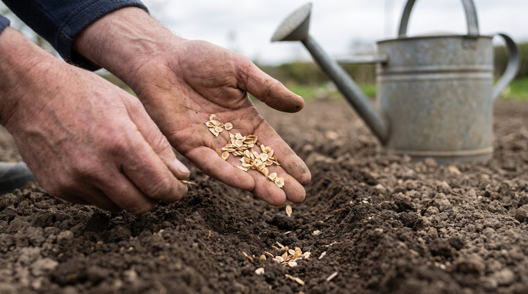 Sow fresh parsnip seed half an inch deep in deep, loose soil.