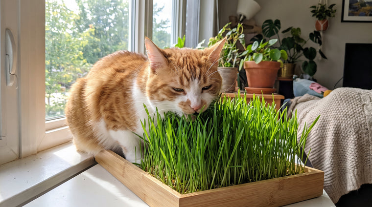Set out a full tray of fresh grass and let your cat graze.