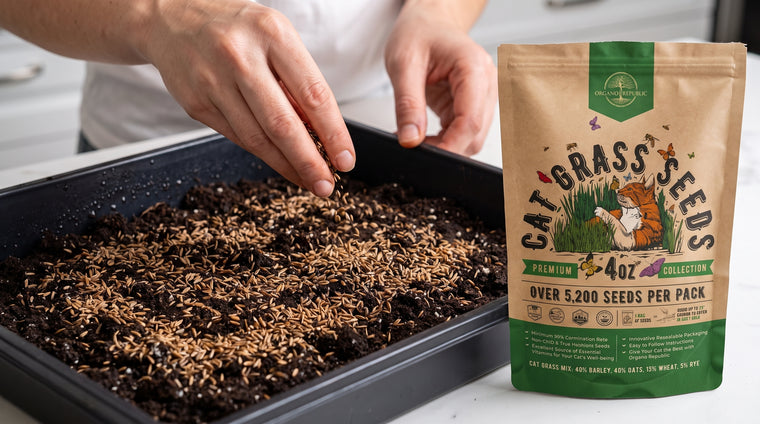 Scatter cat grass seeds thickly over moist soil in a shallow tray and press them in; do not bury.