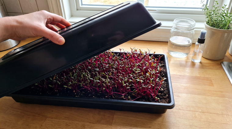 Soak beet seed, then sow on moist mix and blackout before moving to light.