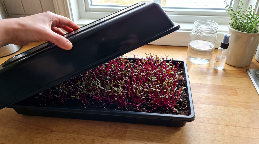 Soak beet seed, then sow on moist mix and blackout before moving to light.