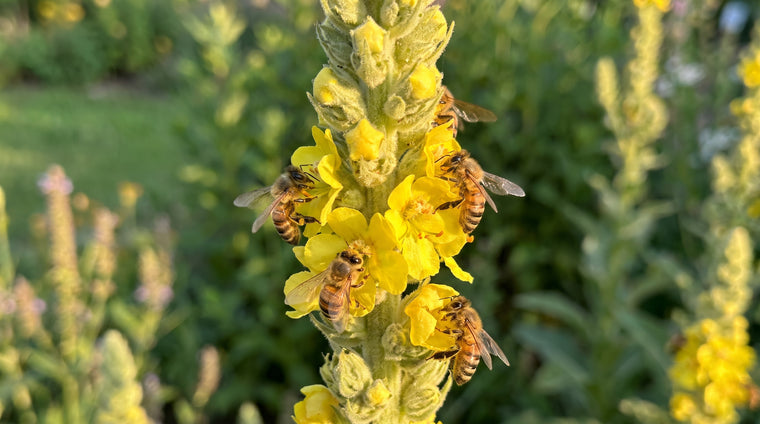 A bee working the yellow flowers along a tall mullein spike in a summer pollinator garden.