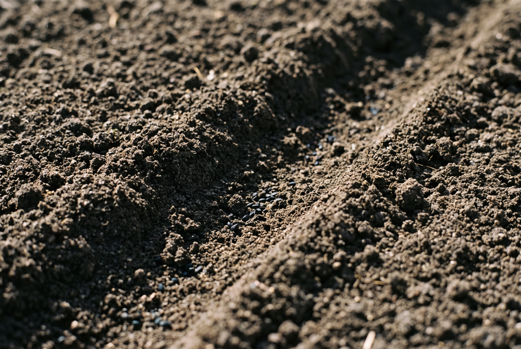 Sowing Love-in-a-Mist seed thinly into a prepared, sunny garden bed in early spring.