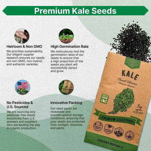 Kale Dwarf Siberian Seeds Pack 5 G - Over 1,650 Non - GMO Heirloom Kale Seeds for Planting Greens in Individual Seed Packet, Greens Seeds for Planting Home Garden Indoor & Outdoor Gardening - Organo Republic