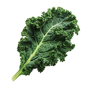 Kale Dwarf Siberian - 5G