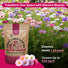 Cosmos Seeds 1oz