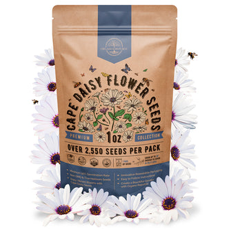 Cape Daisy Seeds