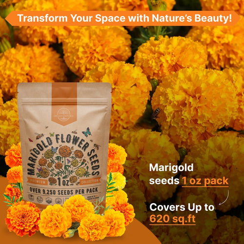 Marigold Seeds Pack 1 oz - Over 9,250 Non - GMO Heirloom Marigold Seeds for Planting Indoor & Outdoor Gardening, Marigold Flower Seeds for Planting Home and Garden, Flowers Seeds in Individual Packet - Organo Republic