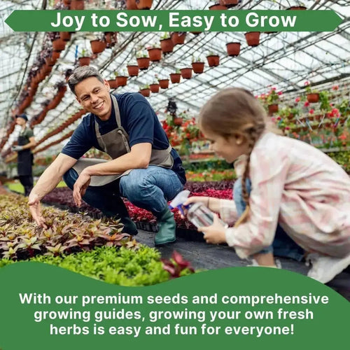 Marjoram Seeds Pack 0.15 G - Over 500 Non - GMO Heirloom Marjoram Seeds for Planting Herbs in Individual Seed Packet, Herbs Seeds for Planting Home Garden Indoor & Outdoor Gardening - Organo Republic