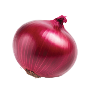 Onion Red Burgundy - 1G