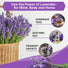Organo Republic 3 - Pack English Lavender Seeds 7.50G - Over 6600 Non - GMO Heirloom Lavender Seeds for Planting in Individual Seed Packets, Herb Seeds for Planting Home Garden Indoor & Outdoor Gardening - Organo Republic