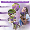 Organo Republic 5 - Pack English Lavender Seeds 12.50G - Over 11000 Non - GMO Heirloom Lavender Seeds for Planting in Individual Seed Packets, Herb Seeds for Planting Home Garden Indoor & Outdoor - Organo Republic