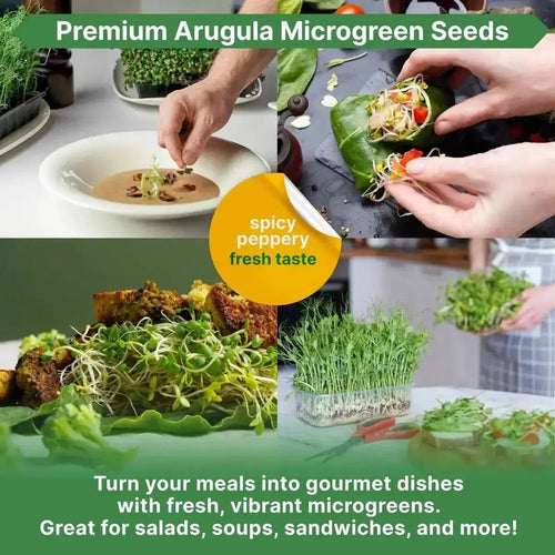 Organo Republic Arugula Sprouting & Microgreens Seeds - Non - GMO, Heirloom Sprout Seeds Kit, 4oz Resealable Bag for & Growing Microgreens in Soil, Coconut Coir, Aerogarden & Hydroponic System - Organo Republic