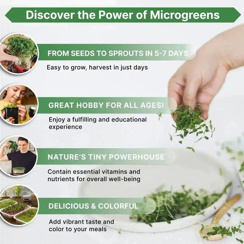 Organo Republic Broccoli Sprouting & Microgreens Seeds - Non - GMO, Heirloom Sprout Seeds Kit, 4oz Resealable Bag for & Growing Microgreens in Soil, Coconut Coir, Aerogarden & Hydroponic - Organo Republic