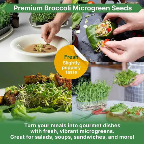 Organo Republic Broccoli Sprouting & Microgreens Seeds - Non - GMO, Heirloom Sprout Seeds Kit, 8oz Resealable Bag for & Growing Microgreens in Soil, Coconut Coir, Aerogarden & Hydroponic - Organo Republic