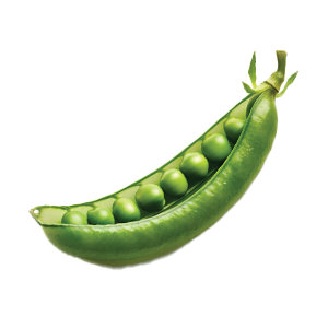 Pea Oregon Sugar Pod Ⅱ - 15G
