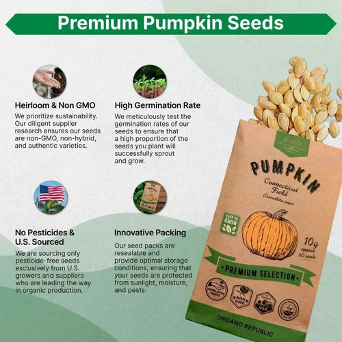 Pumpkin Connecticut Field Seeds Pack 10G - Over 60 Non - GMO Heirloom Pumpkin Seeds for Planting Vegetables in Individual Seed Packet, Vegetable Seeds for Planting Home Garden Indoor & Outdoor Gardening - Organo Republic