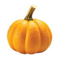 Sugar Pie Pumpkin - 5.5G
