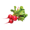 Radish Cherry Belle - 3G