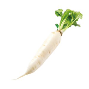 Radish White Icicle - 5G