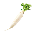 Radish White Icicle - 5G