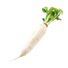 Radish White Icicle - 5G