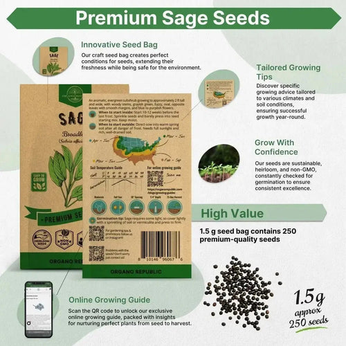 Sage Seeds Pack 1.5 G - Over 250 Non - GMO Heirloom Sage Seeds for Planting Herbs in Individual Seed Packet, Herbs Seeds for Planting Home Garden Indoor & Outdoor Gardening - Organo Republic