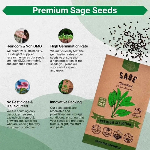 Sage Seeds Pack 1.5 G - Over 250 Non - GMO Heirloom Sage Seeds for Planting Herbs in Individual Seed Packet, Herbs Seeds for Planting Home Garden Indoor & Outdoor Gardening - Organo Republic