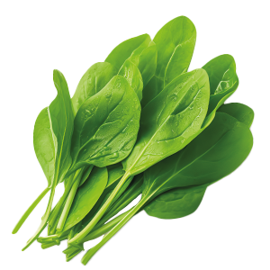 Sorrel - 0.2G