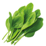 Sorrel - 0.2G