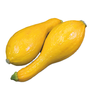 Yellow Squash Golden Summer Crookneck - 3.8G